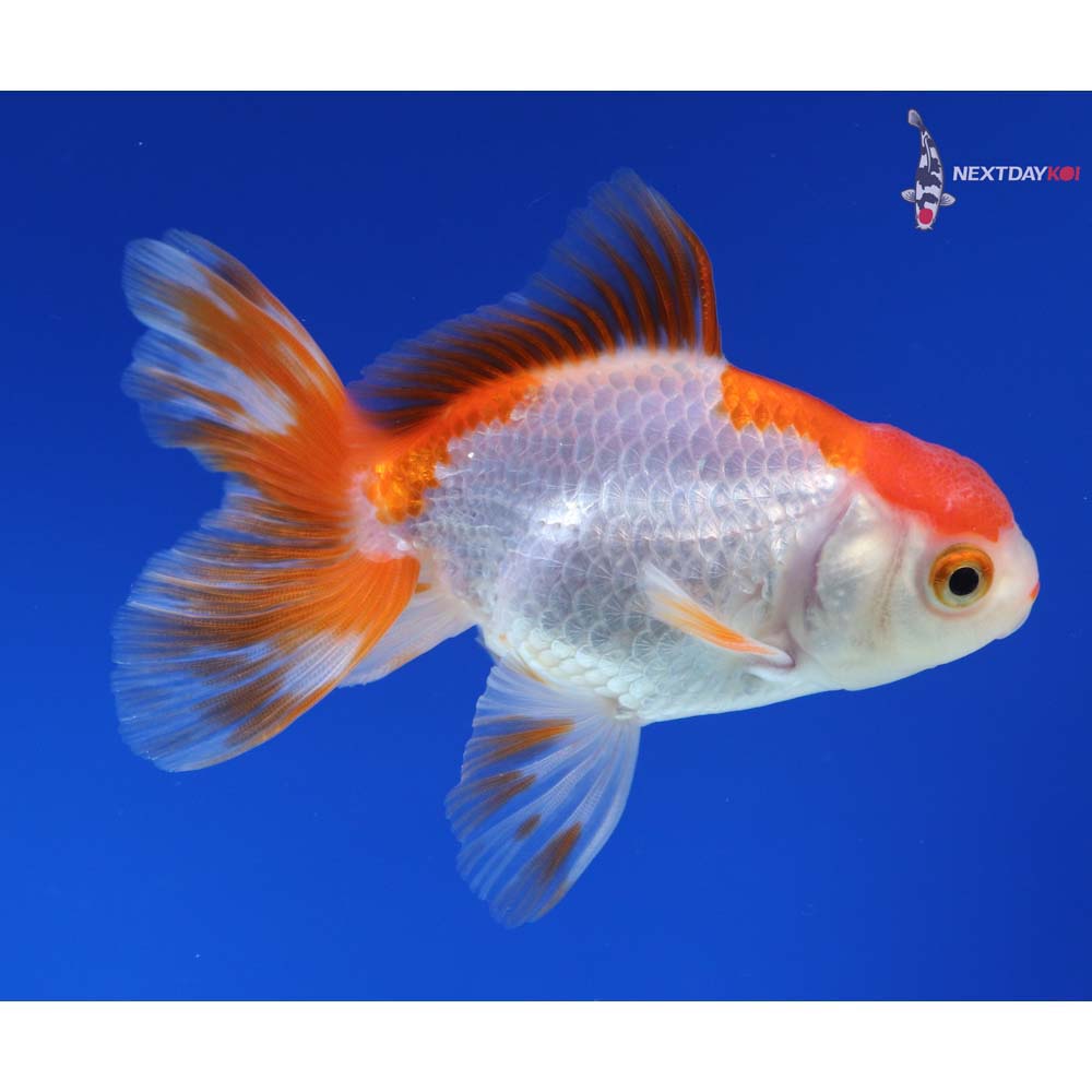 3.5” Imported Male Red and White Oranda