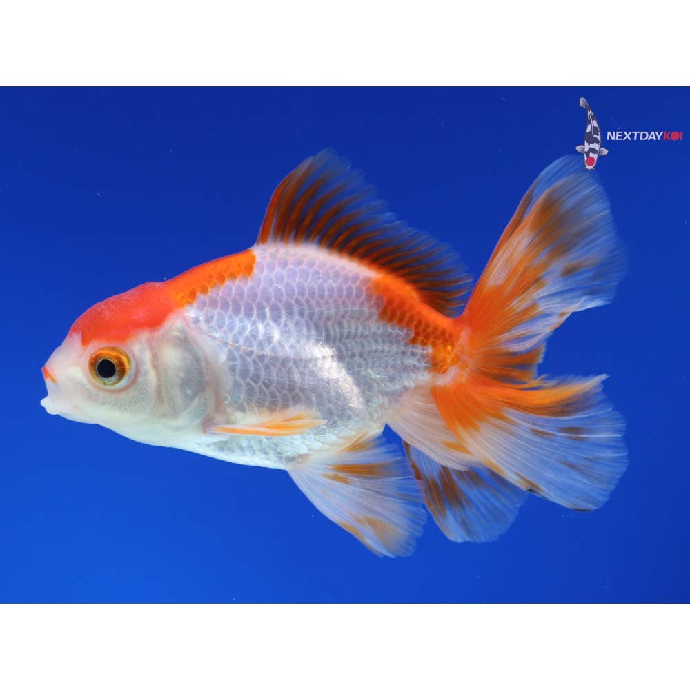 3.5” Imported Male Red and White Oranda