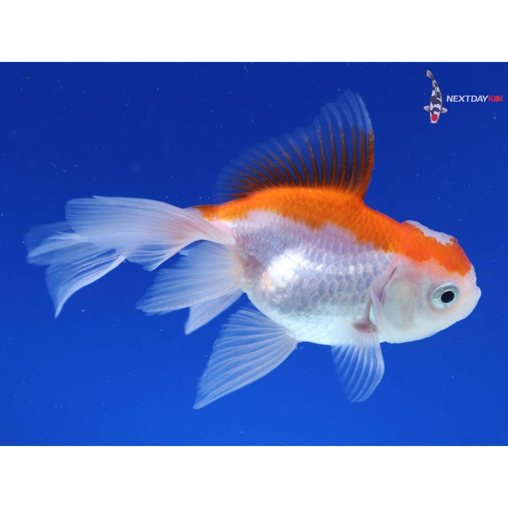4” Imported Red and White Oranda