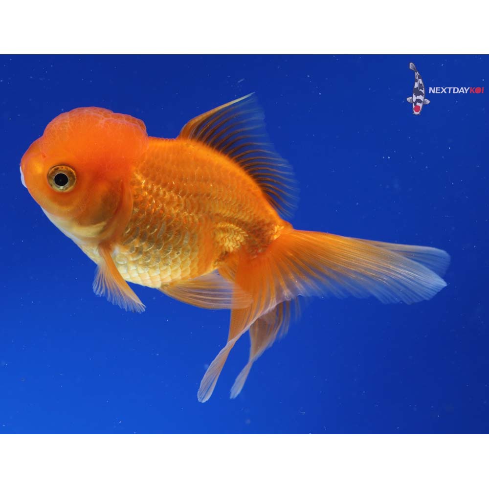 4” Imported Red Oranda