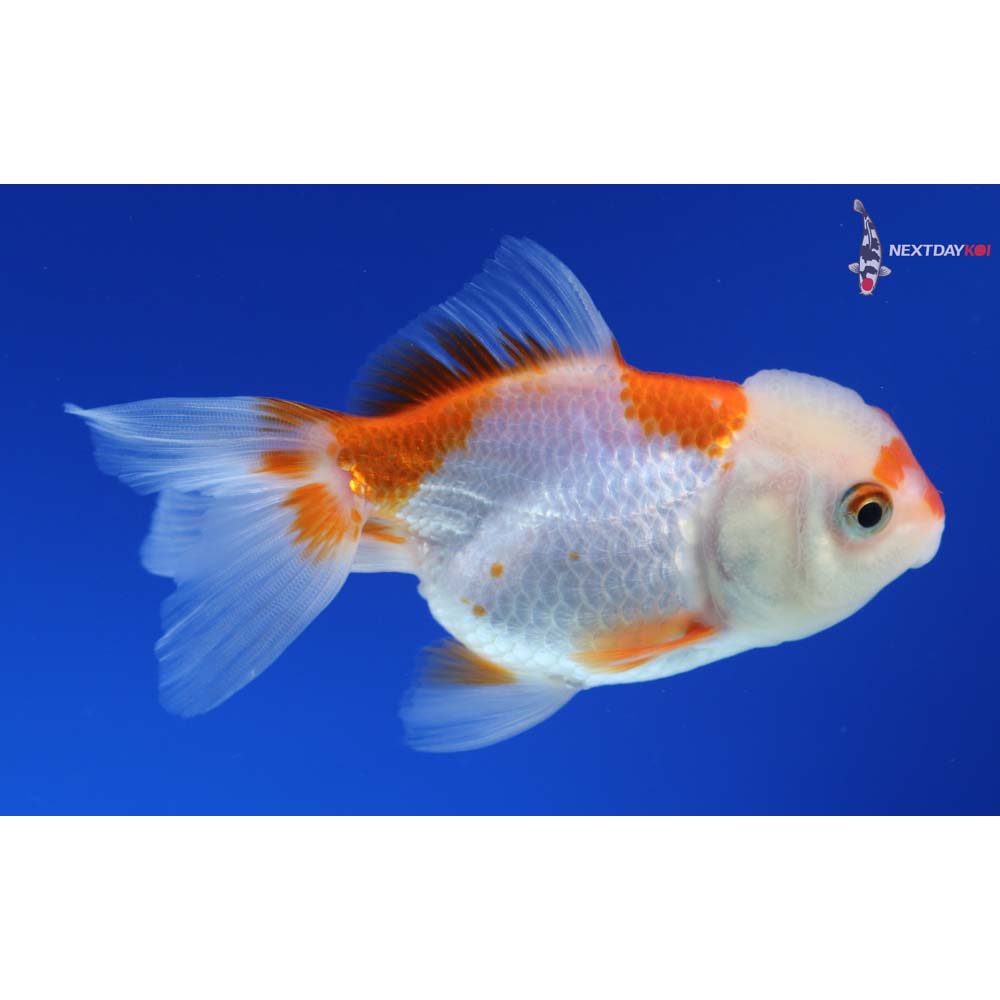 3.5” Imported Red and White Oranda