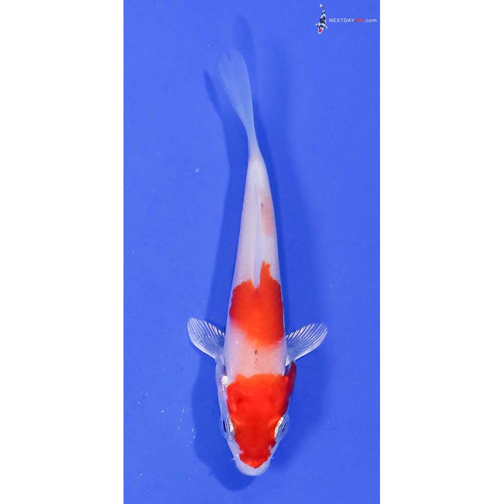 3” Imported Hariwake