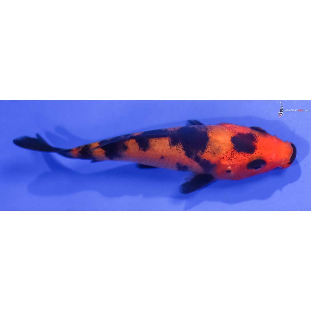 3.5” Imported Aka Bekko