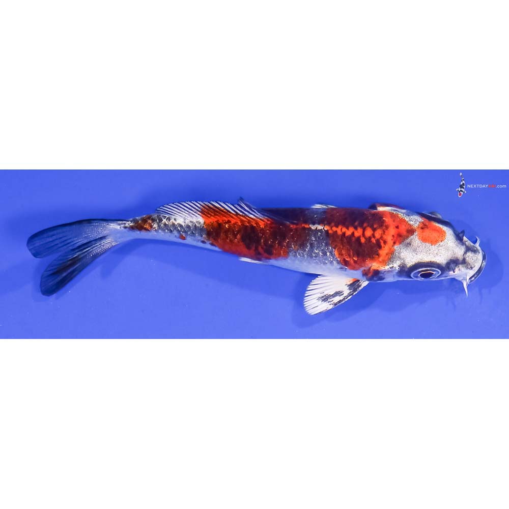 4” Imported Kujaku