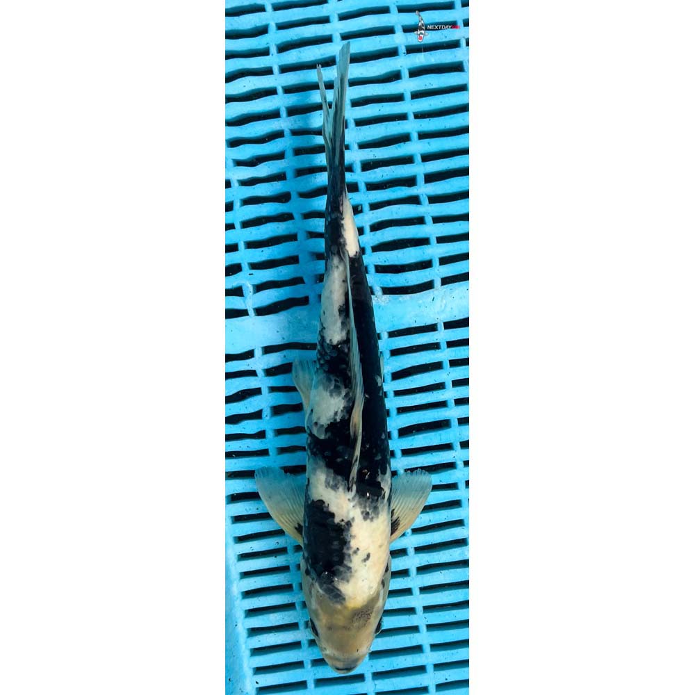 12-14” Imported Shiro Utsuri