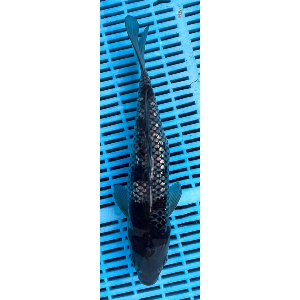 12-14” Imported Gin Rin Ochiba Shigure