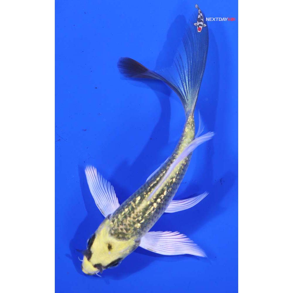 4.5” Imported Gin Rin Ki Matsuba Butterfly Koi