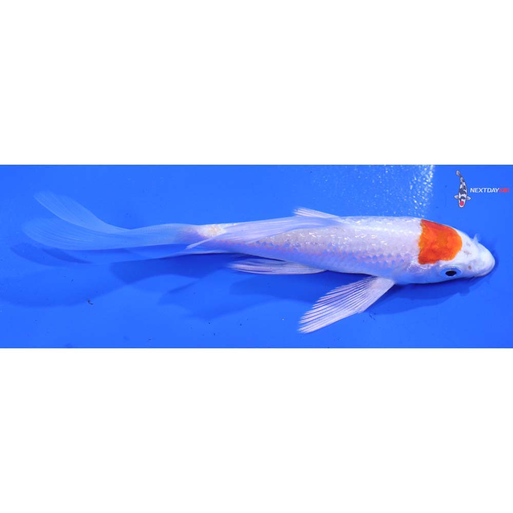 4.5” Imported Gin Rin Hariwake Butterfly Koi
