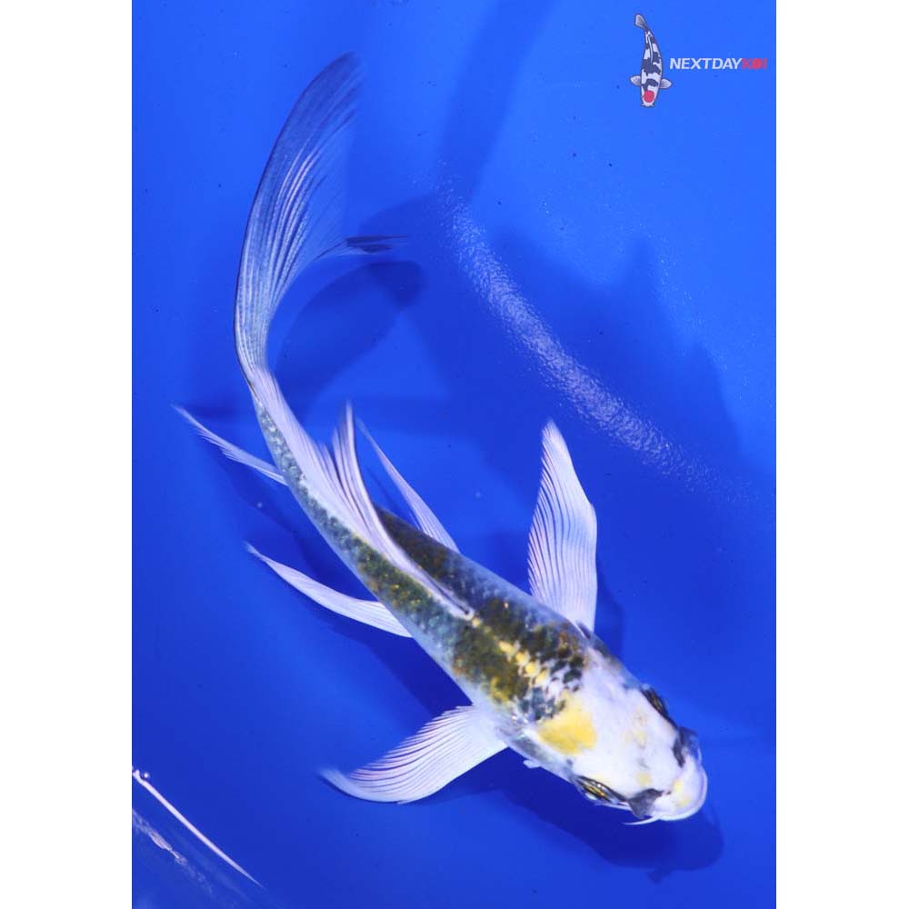 4.5” Imported Kujaku Butterfly Koi