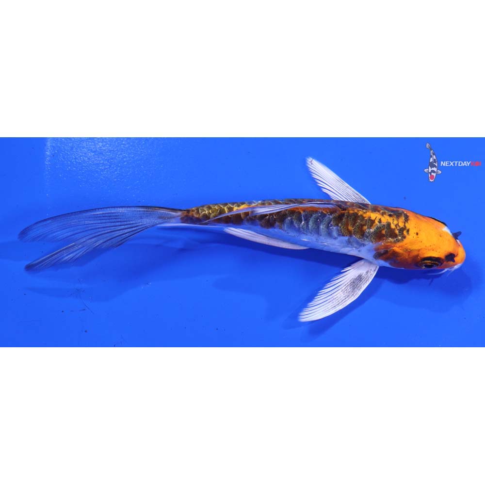5” Imported Doitsu Kujaku Butterfly Koi
