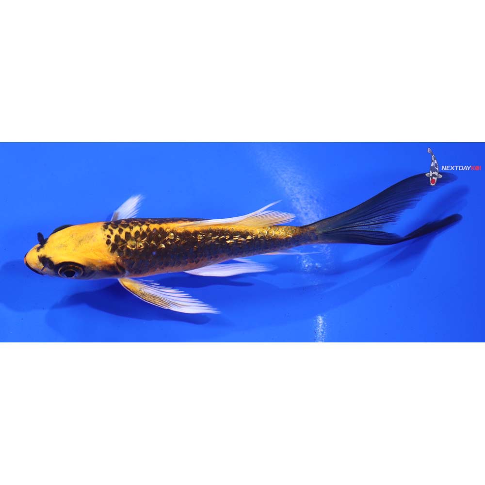 5” Imported Gin Rin Orenji Matsuba Butterfly Koi