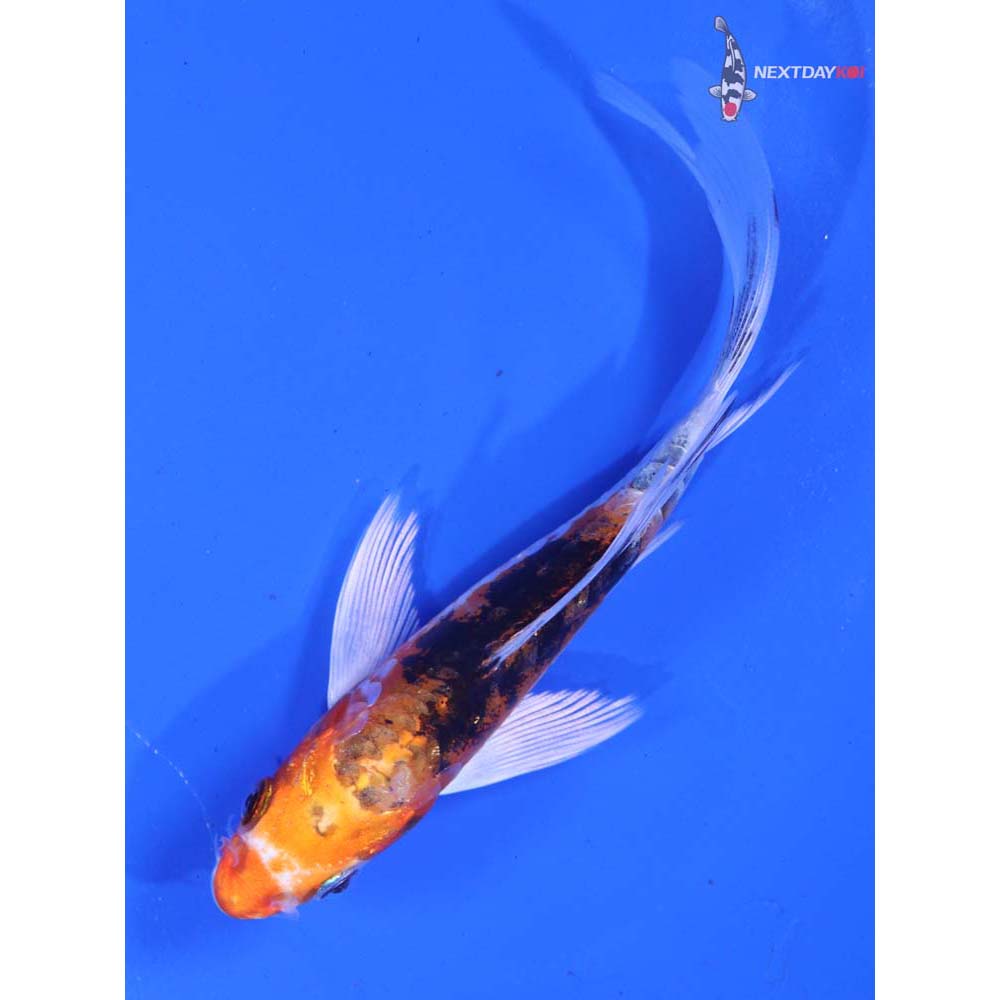5” Imported Heisei Nishiki Butterfly Koi