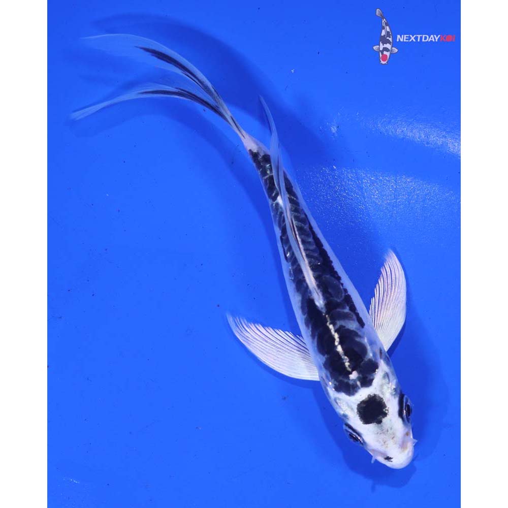 5” Imported Kikokuryu Butterfly Koi