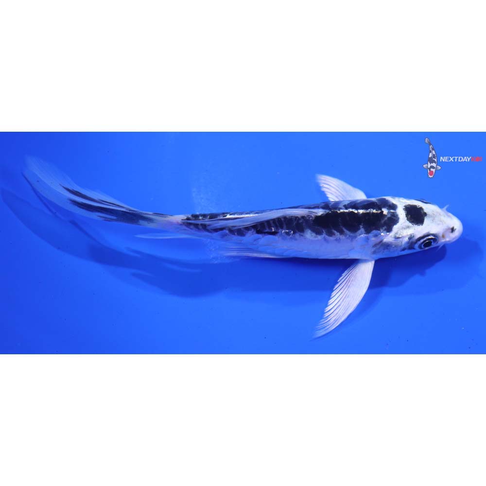 5” Imported Kikokuryu Butterfly Koi