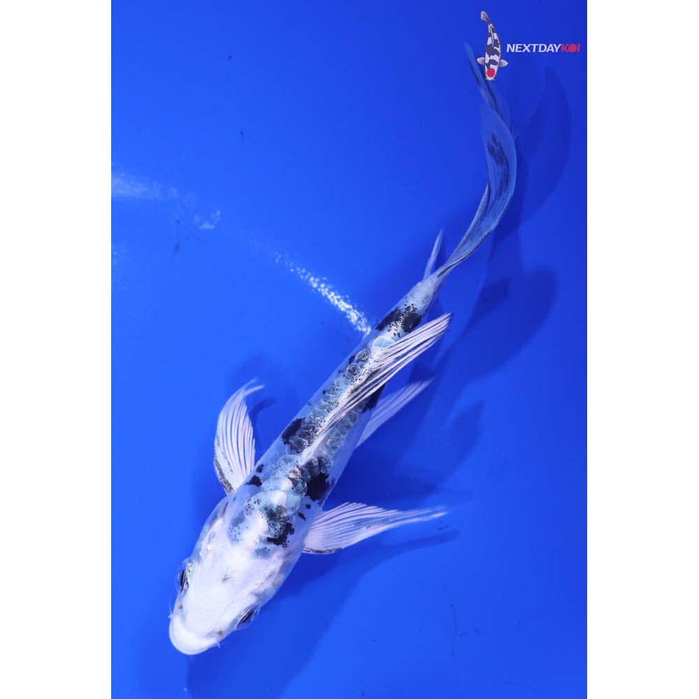 4.5” Imported Doitsu Gin Shiro Bekko Butterfly Koi