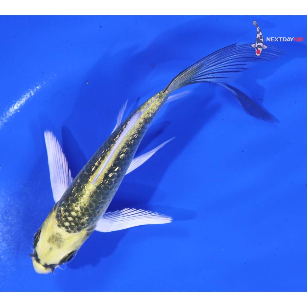 5” Imported Gin Rin Ki Matsuba Butterfly Koi