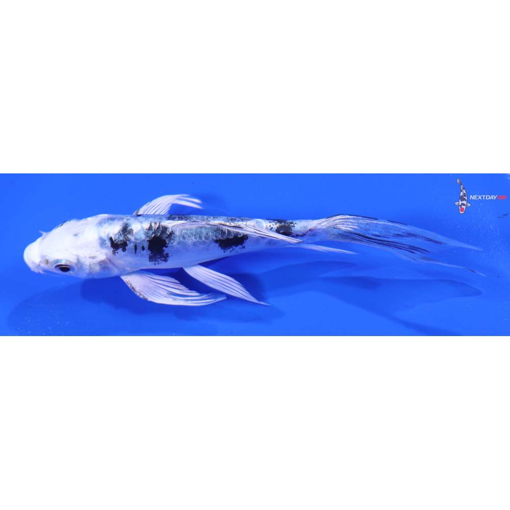 4.5” Imported Doitsu Gin Shiro Bekko Butterfly Koi
