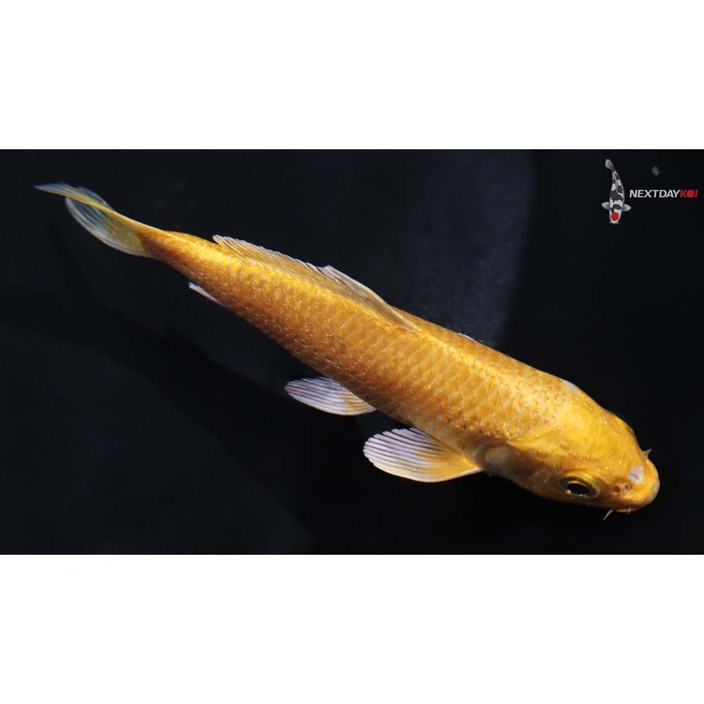 4” Imported Yamabuki Ogon