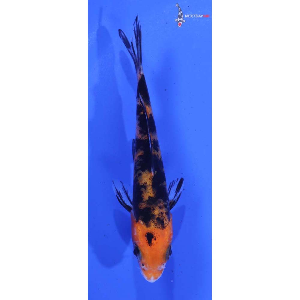 4” Imported Aka Bekko