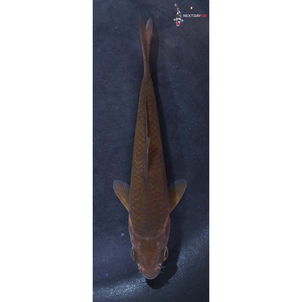 4.5” Imported Chagoi