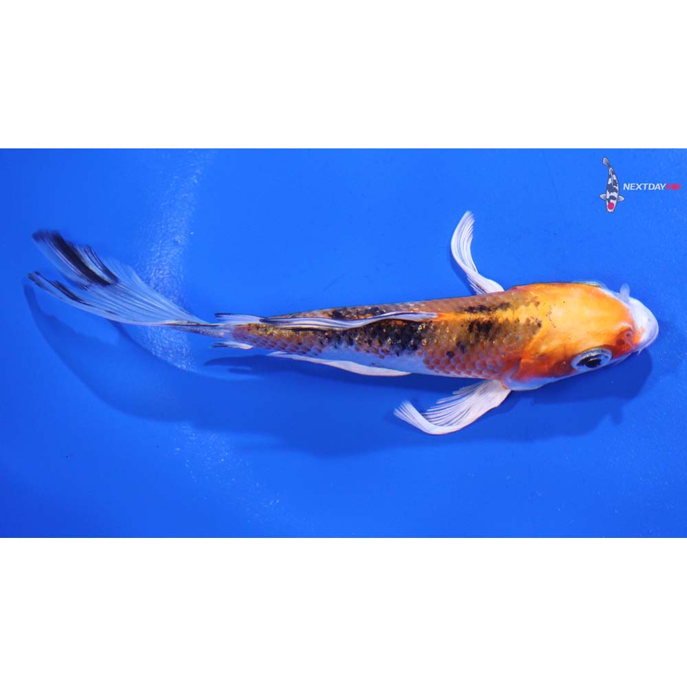5” Imported Yamato Nishiki Butterfly Koi