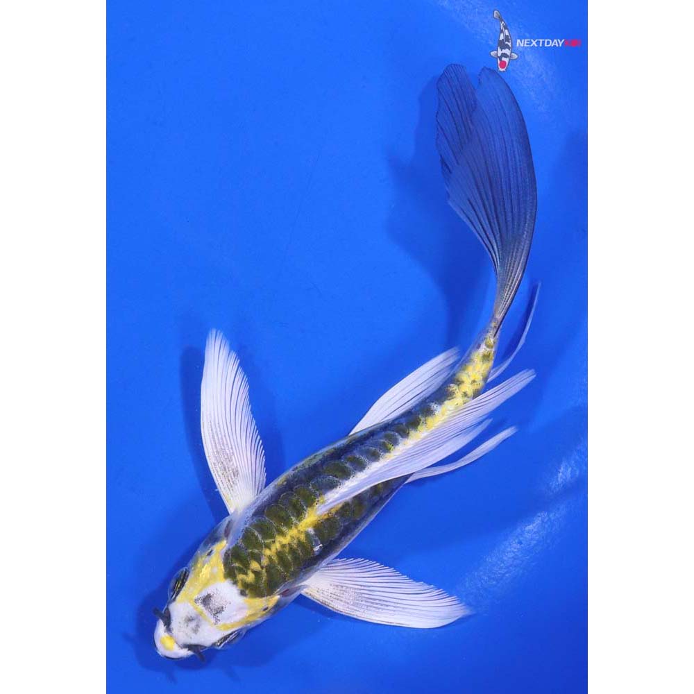 5.5” Imported Kin Kikokuryu Butterfly Koi