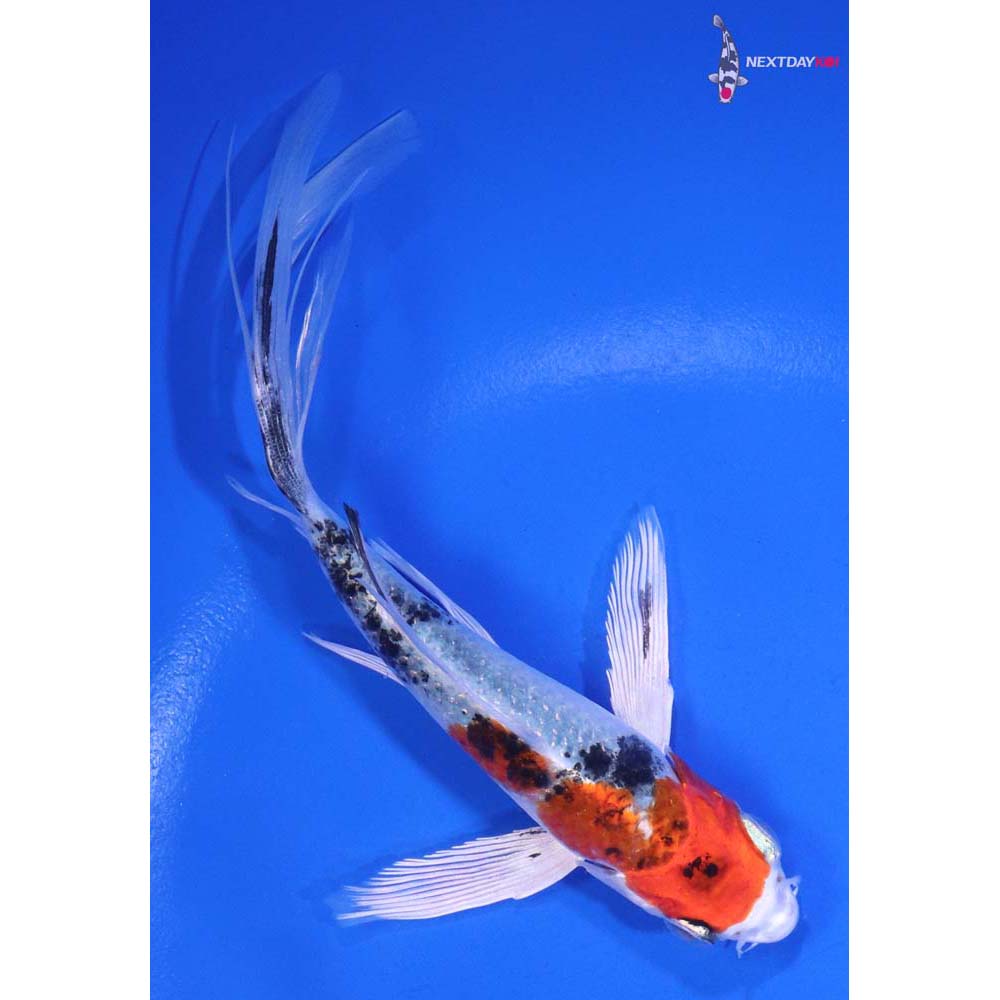 5.5” Imported Yamato Nishiki Butterfly Koi