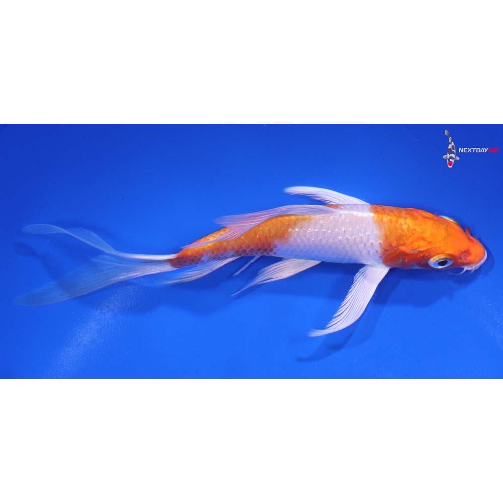 5.5” Imported Hariwake Butterfly Koi