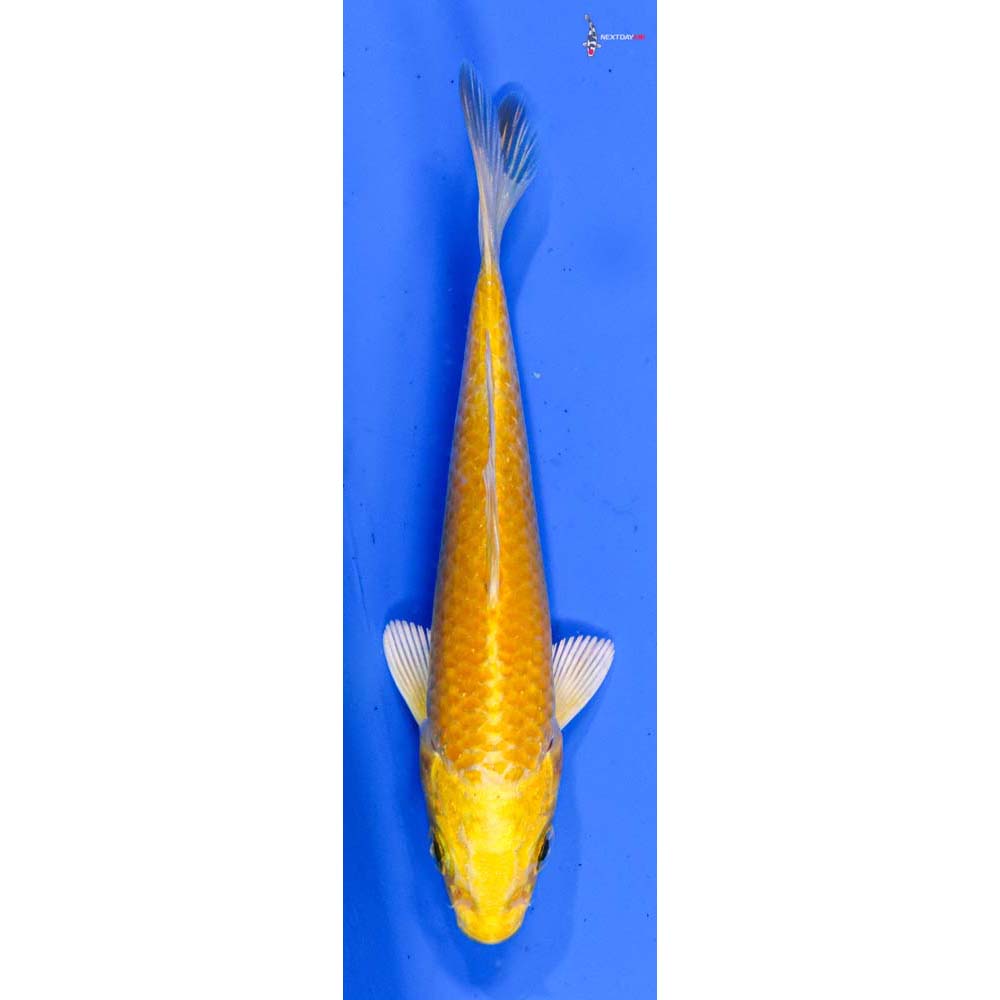 4” Imported Yamabuki Ogon