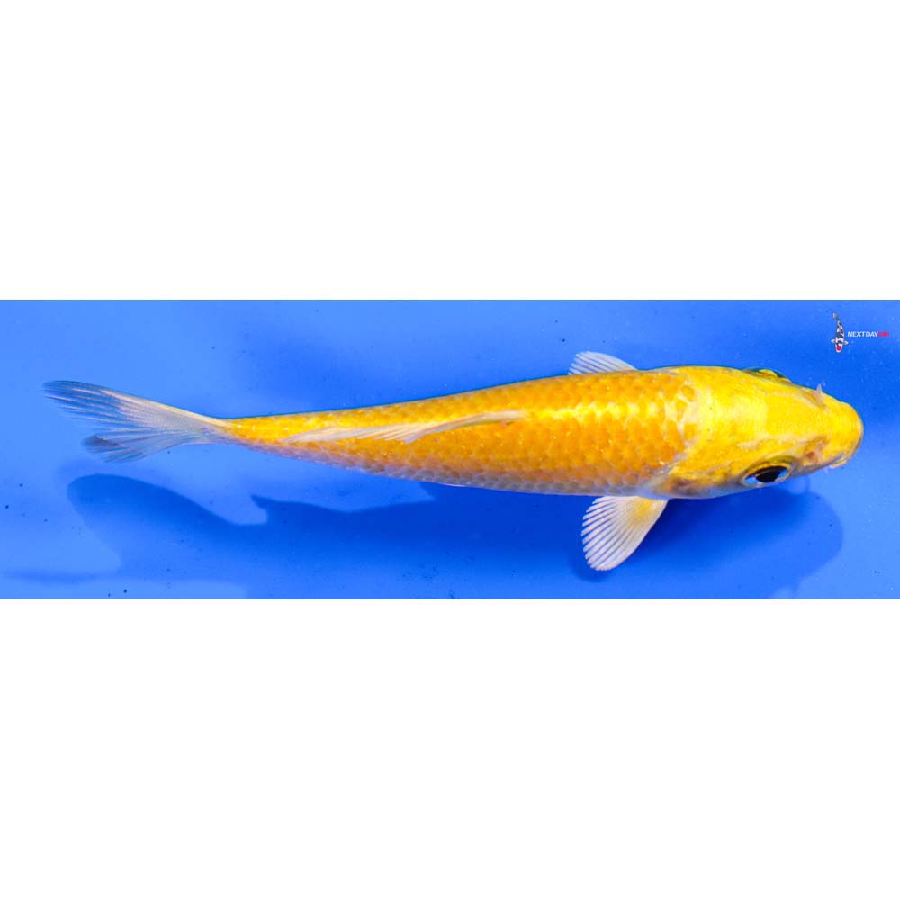 4” Imported Yamabuki Ogon