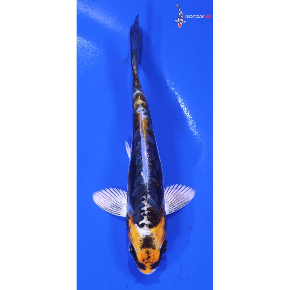 3.5” Imported Kin Kikokuryu