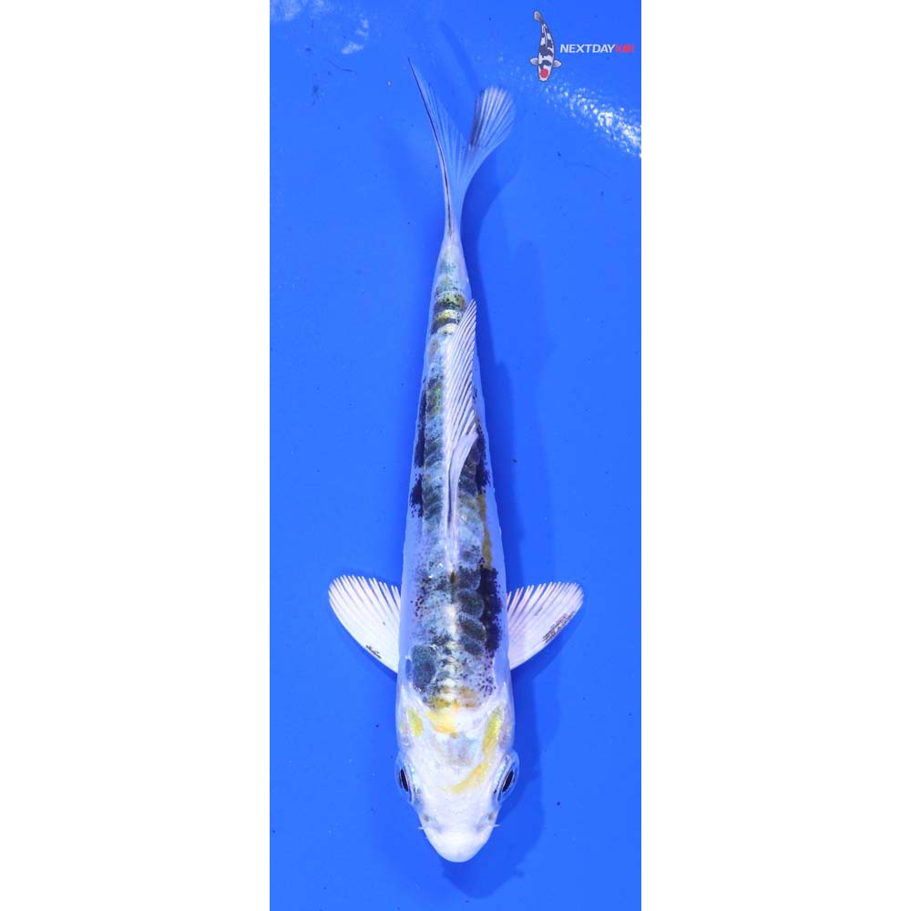 3.5” Imported Heisei Nishiki