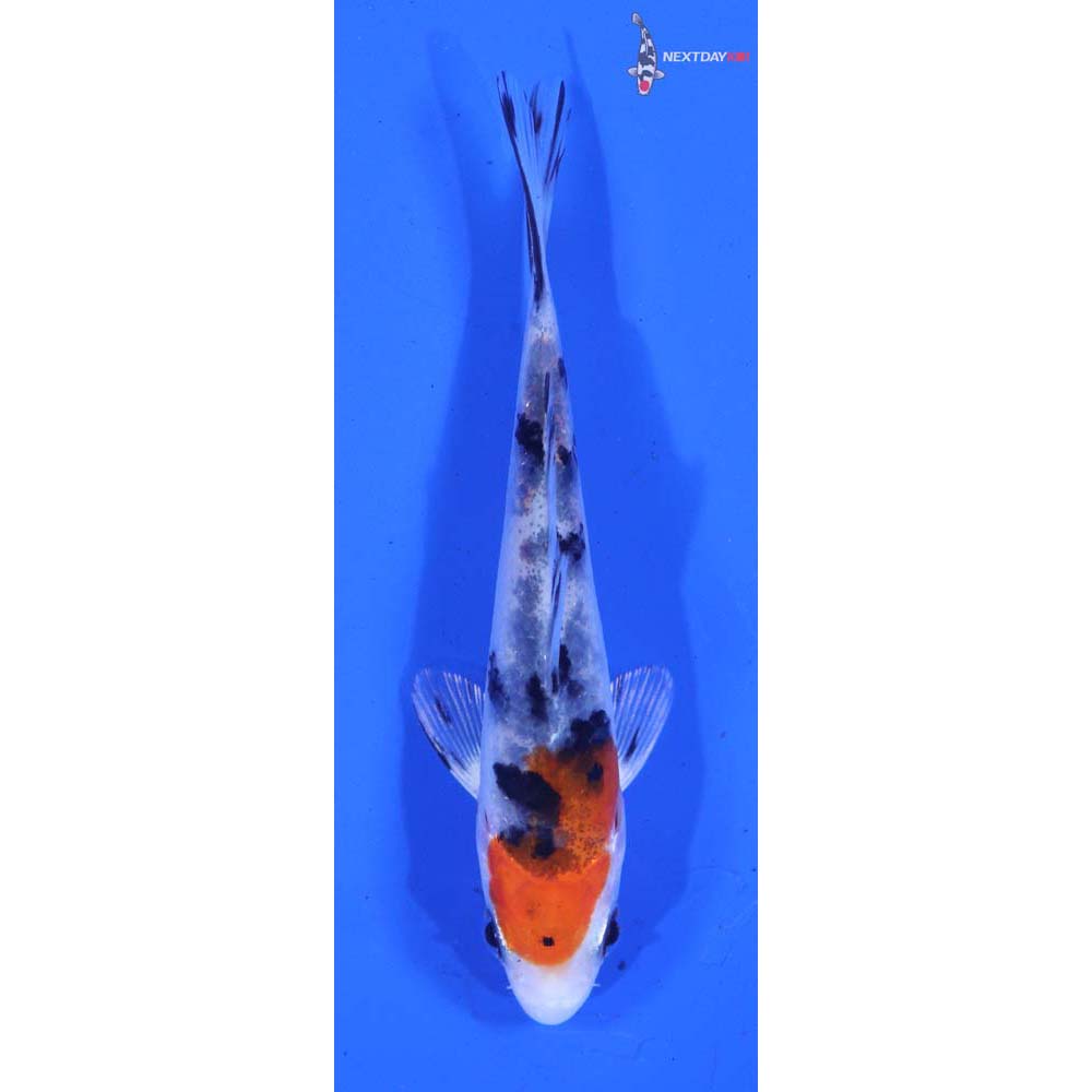 3.5” Imported Yamato Nishiki