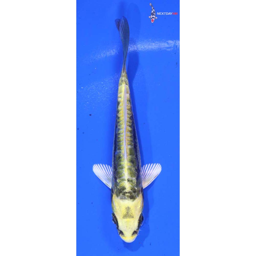 4” Imported Kin Kikokuryu
