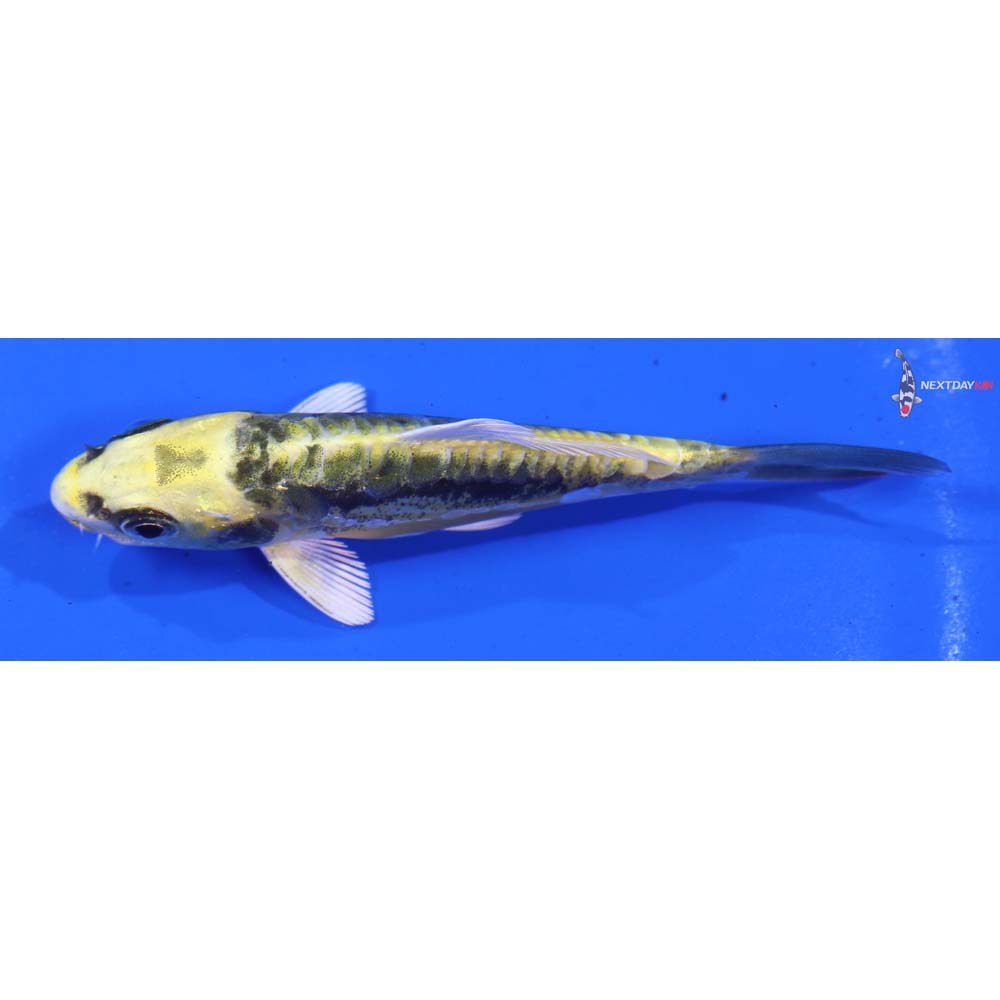 4” Imported Kin Kikokuryu