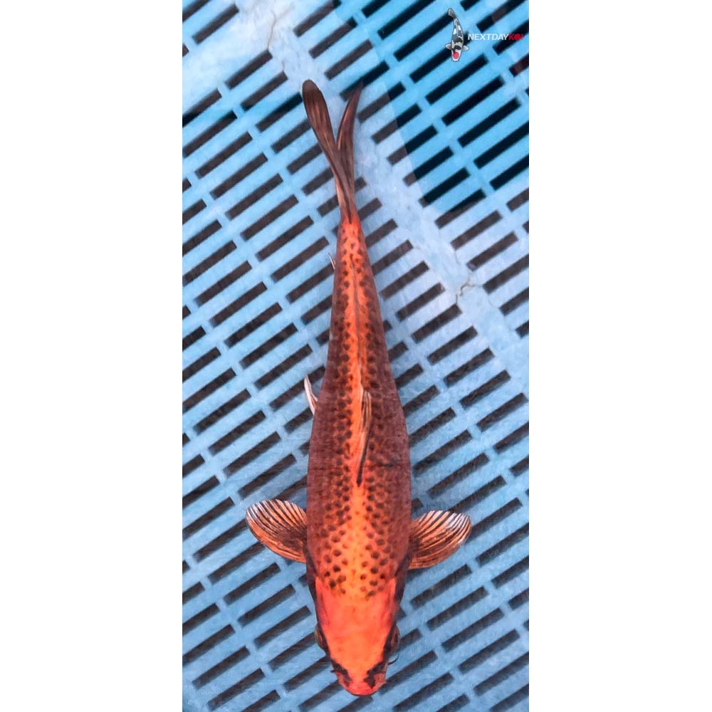 10-12” Imported Orenji Matsuba