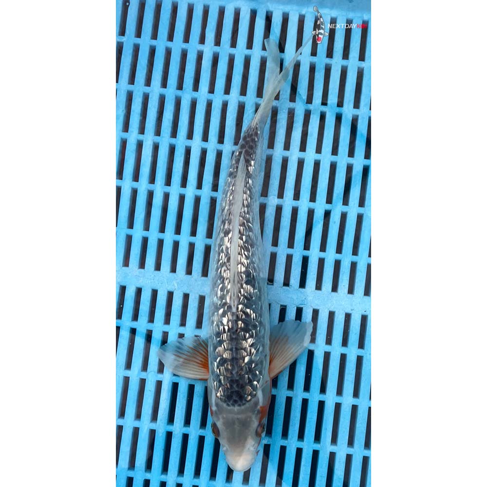 10-12” Imported Gin Rin Asagi