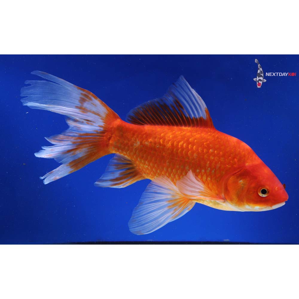 11” Imported Red Comet