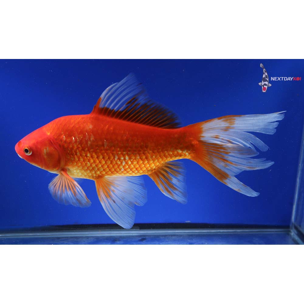 11” Imported Red Comet