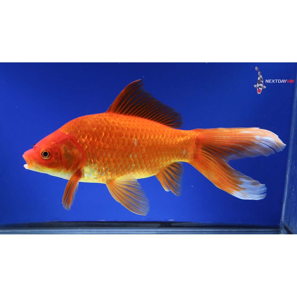 10” Imported Red Comet