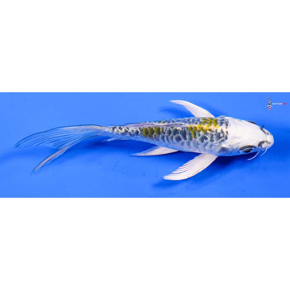 5” Imported Armor Scaled Kujaku Butterfly Koi