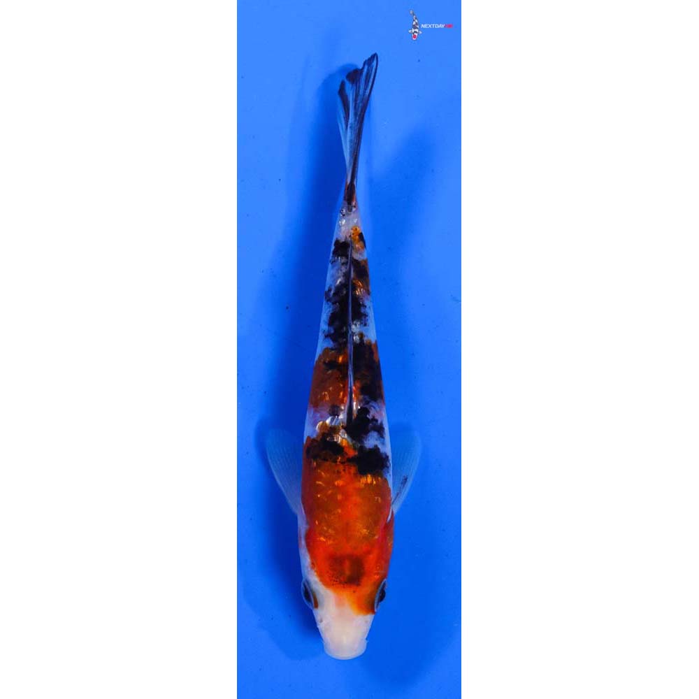 4.5” Imported Gin Rin Sanke