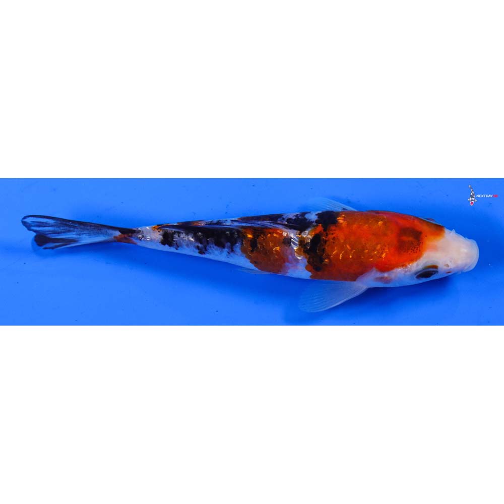 4.5” Imported Gin Rin Sanke