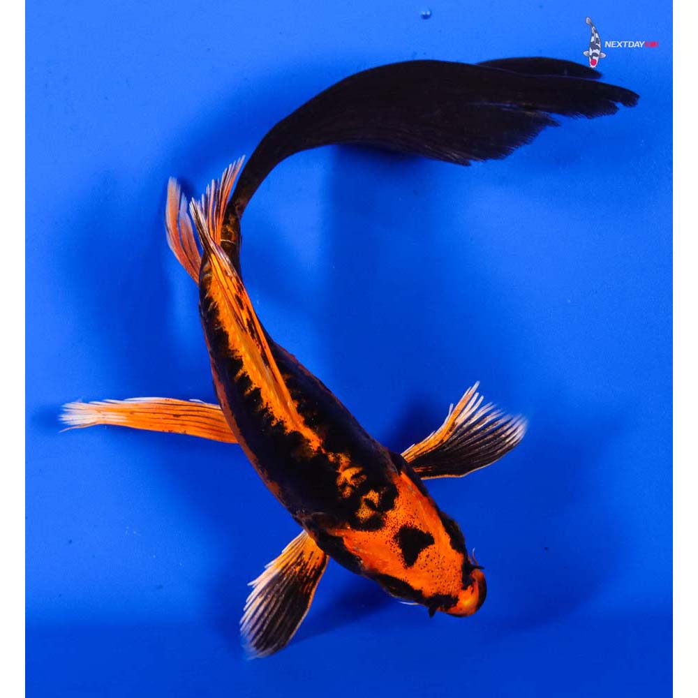 6” Imported Kin Kikokuryu Butterfly Koi