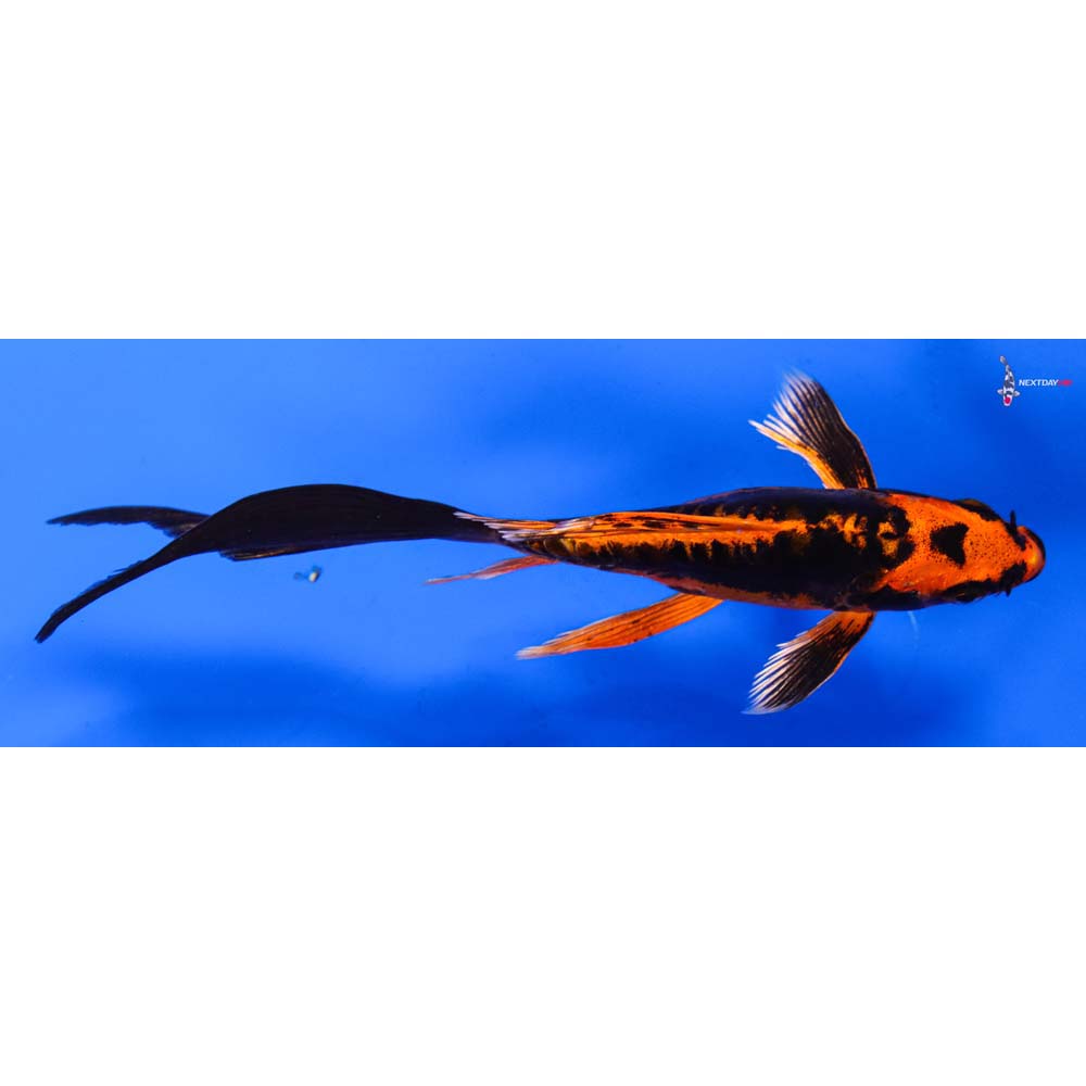 6” Imported Kin Kikokuryu Butterfly Koi