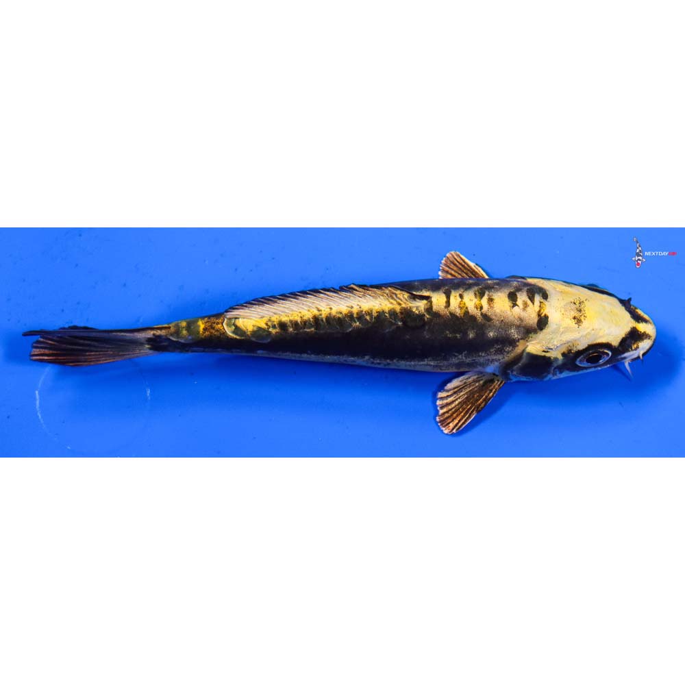 5” Imported Kin Kikokuryu