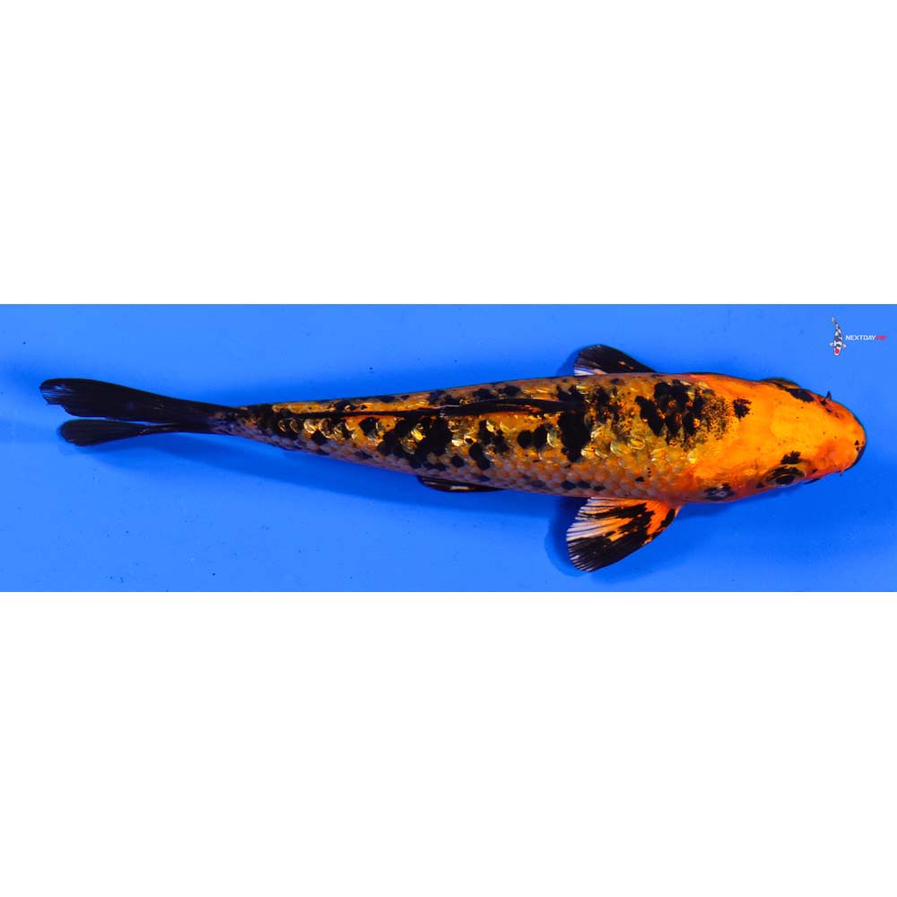 5” Imported Gin Rin Kin Aka Bekko