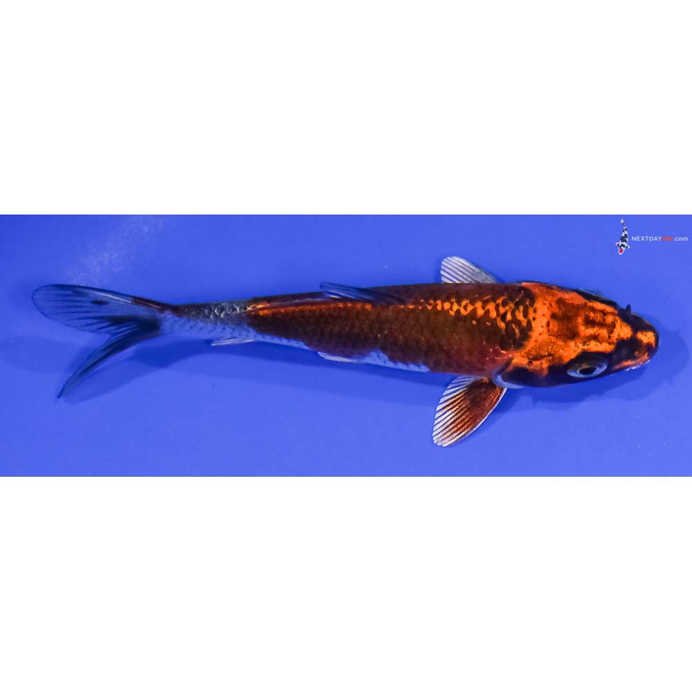 4” Imported Kujaku