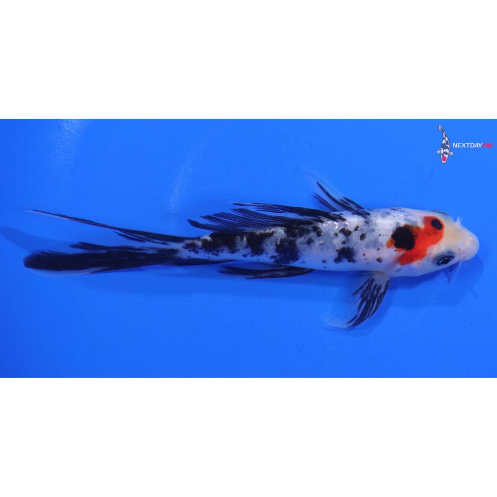 5” Imported Sanke Butterfly Koi