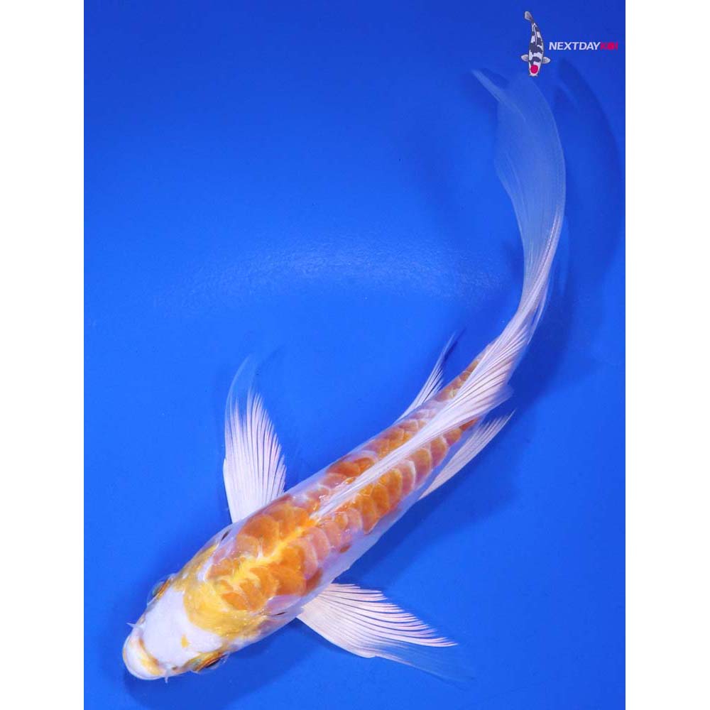 5.5” Imported Doitsu Lemon Hariwake Butterfly Koi